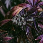 Exotic Cannabis Strains