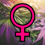 Feminized Cannabis Seeds